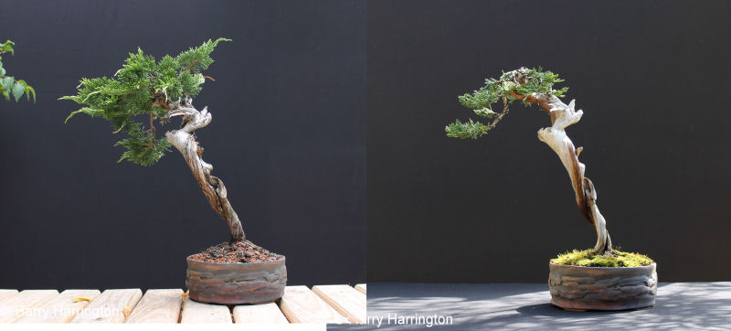 Juniper sabina literati bonsai